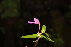 Impatiens bhimgadensis
